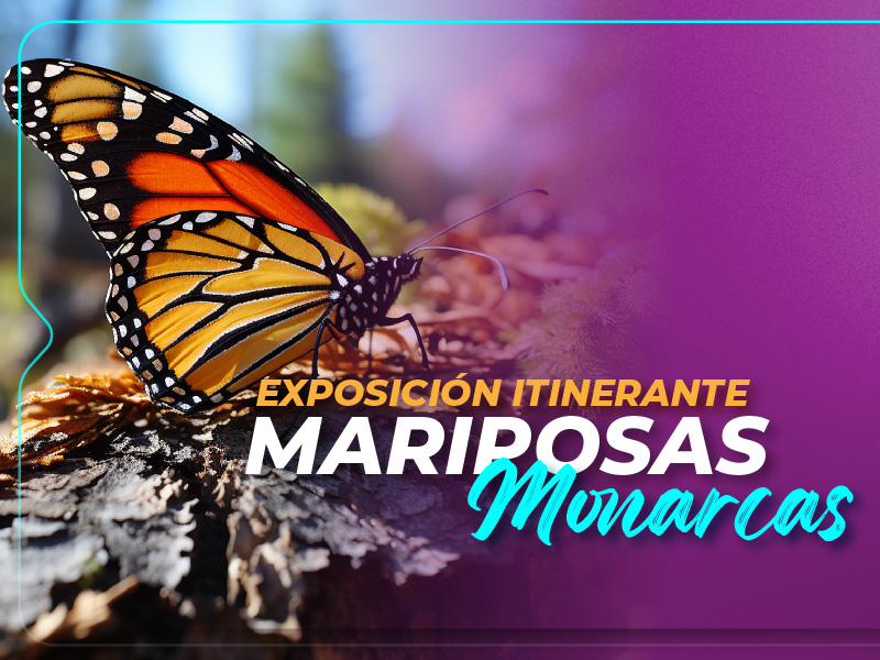 Exposición itinerante – Mariposas Monarcas